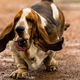 Illustration for article titled Nation Demands More Slow-Motion Footage Of Running Basset Houndsem/em